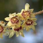 Chimonanthus_praecox  1