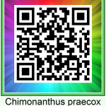 Chimonanthus_praecox  10