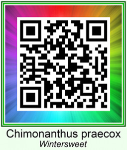 Chimonanthus_praecox  10