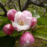 Grown in England Apple 1