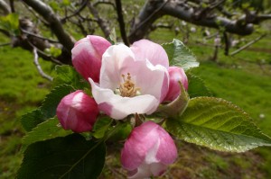 Grown in England Apple 1