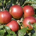 Grown in England Apple 2