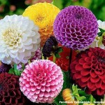 Grown in England Ireland Scotland Wales and France 1