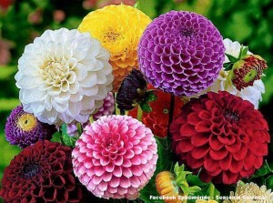Grown in England Ireland Scotland Wales and France 1