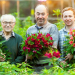 Grown in England Kernow Alstroemeria 19