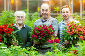 Grown in England Kernow Alstroemeria 19