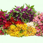 Grown in England Kernow Alstroemeria 20