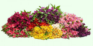 Grown in England Kernow Alstroemeria 20