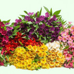 Grown in England Kernow Alstroemeria 20