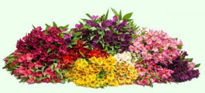 Grown in England Kernow Alstroemeria 20