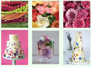 Grown in England Maddocks Farm Organics 20a