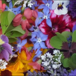 Grown in England Maddocks Farm Organics 8a