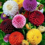 Grown in England Wales Scotland Ireland France 1