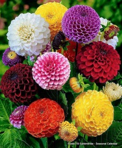 Grown in England Wales Scotland Ireland France 1
