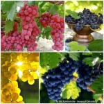 Grown in England Wales Scotland Ireland France 4