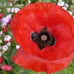 Grown in the UK 2
