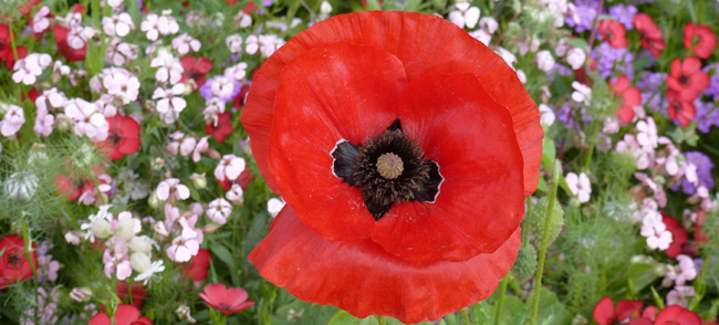 Grown in the UK 2