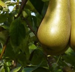 Grown in the UK 3