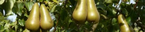 Grown in the UK 3