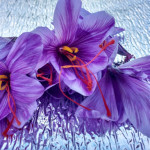 Grown in the UK Saffron 1
