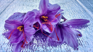 Grown in the UK Saffron 1