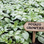Growers