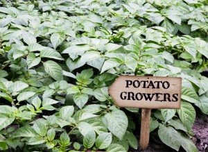 Growers