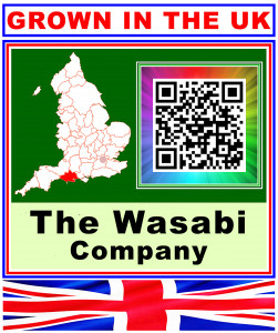 Wasabi 8