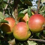 Apple2