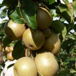 Russet