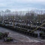 Bordernursery4