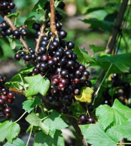 Chuckleberry 1c