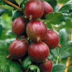 Gooseberry