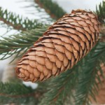 Norway Spruce Cone