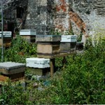 Walled Garden 1