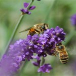 Walled Garden 5