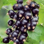 blackcurrent