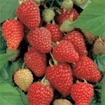 raspberry1