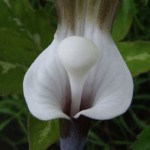 1 Arisaema_sikokianum