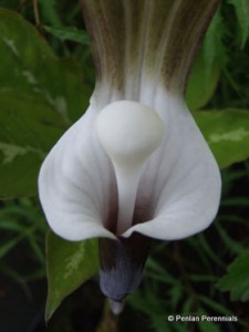 1 Arisaema_sikokianum