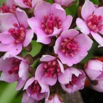 1 Darmera peltata nana