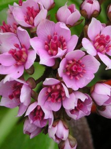 1 Darmera peltata nana