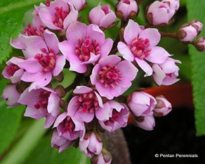 1 Darmera peltata nana