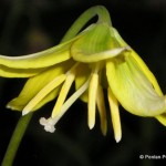 1 Erythronium Pagoda