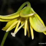 1 Erythronium Pagoda