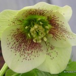 1 Helleborus_x_hybridus