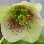 1 Helleborus_x_hybridus