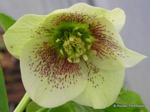 1 Helleborus_x_hybridus