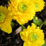 2 Caltha palustris plena