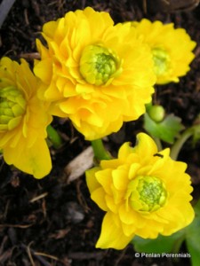 2 Caltha palustris plena